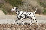 DALMATIEN 121